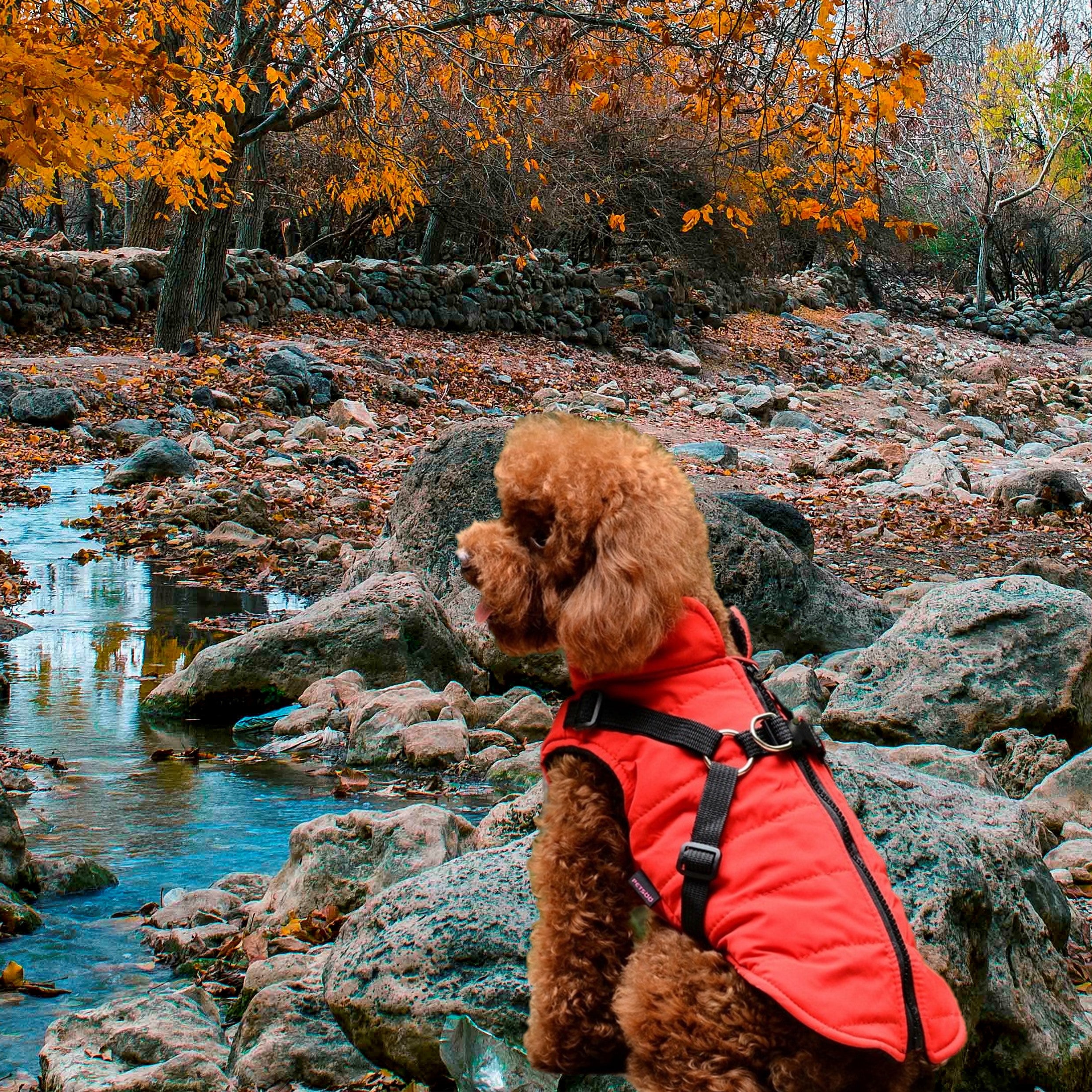 red-dog-winter-coat-warm-jacket-small-medium-dogs-autumn-vest-wickedyo1